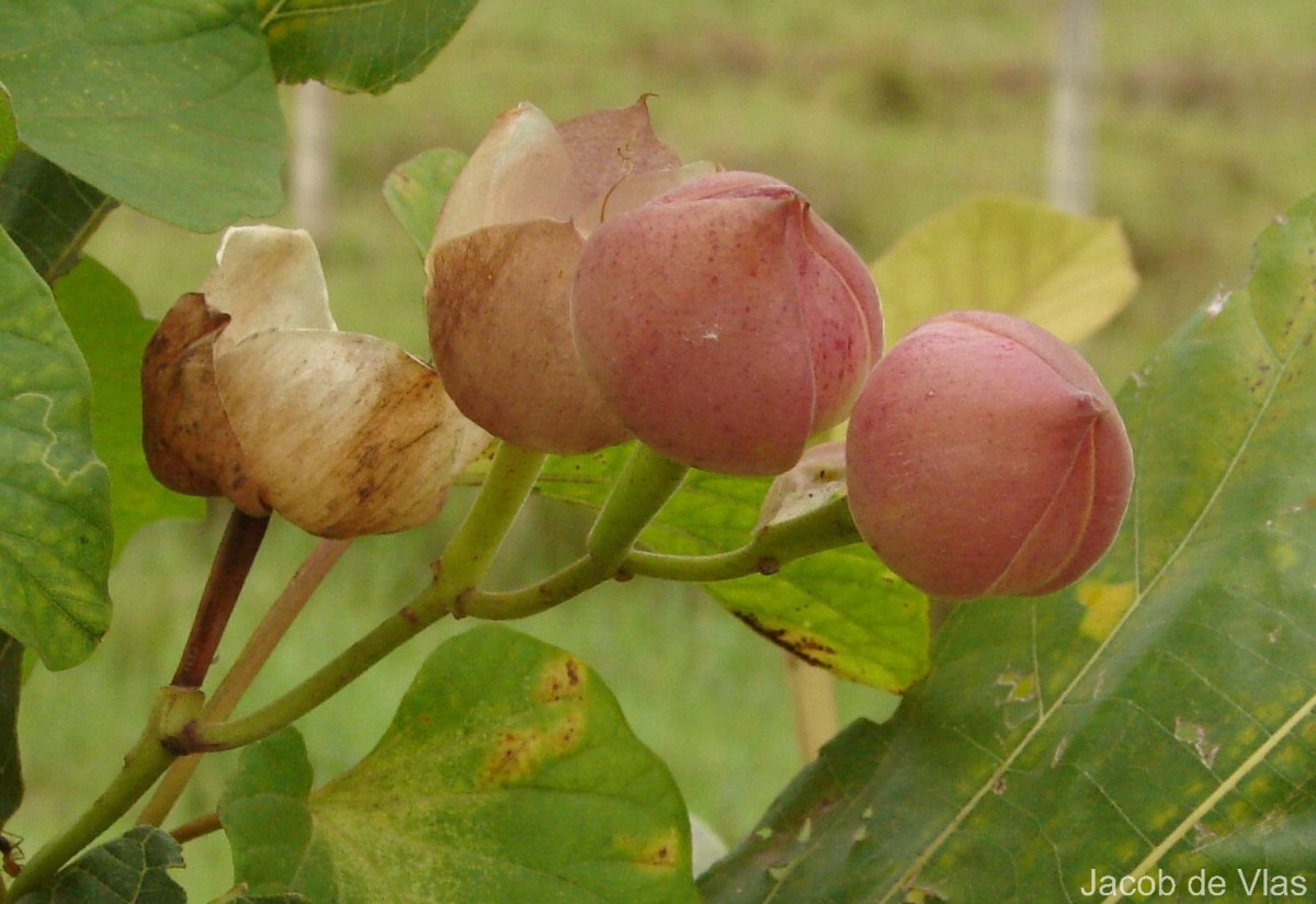 Operculina turpethum (L.) Silva Manso